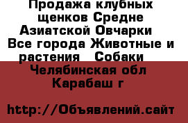 Продажа клубных щенков Средне Азиатской Овчарки - Все города Животные и растения » Собаки   . Челябинская обл.,Карабаш г.
